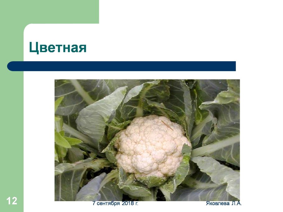 Полукустарники крестоцветные