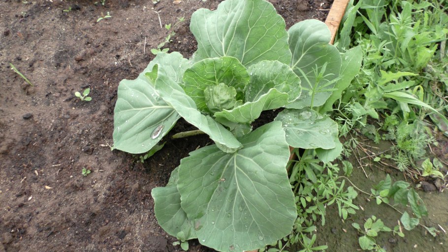 Sinapis Alba горчица белая