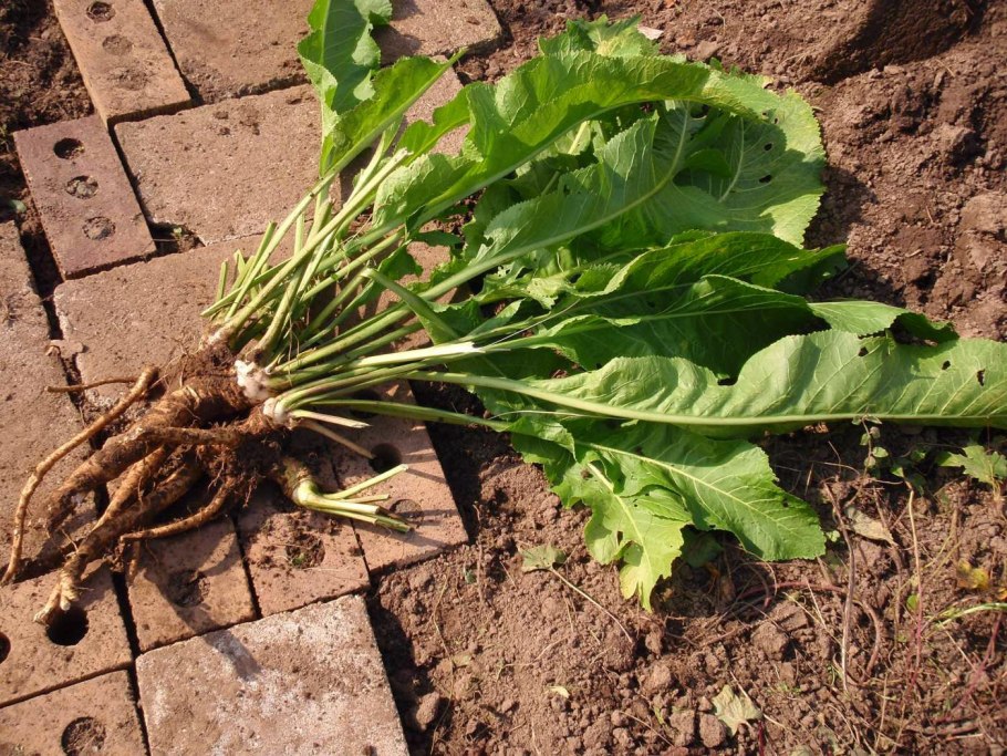 Рапс – Brassica napus.