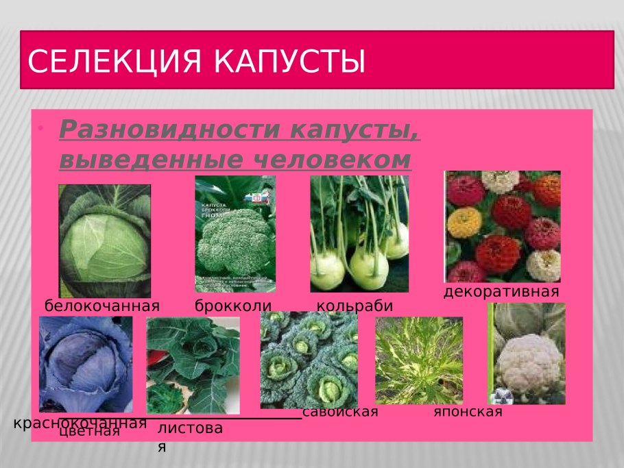 Желтушник левкойный