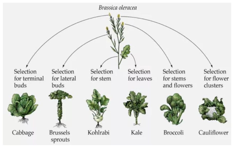 Горчица сарептская (Brassica juncea l.)