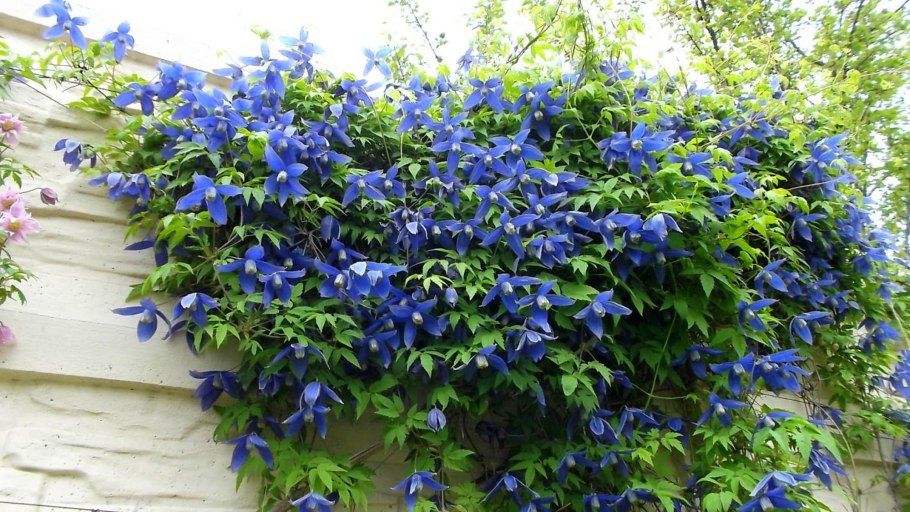 Пролеска Лесная