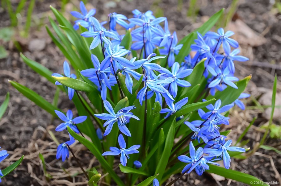 Горечавка верна. Gentiana Verna..