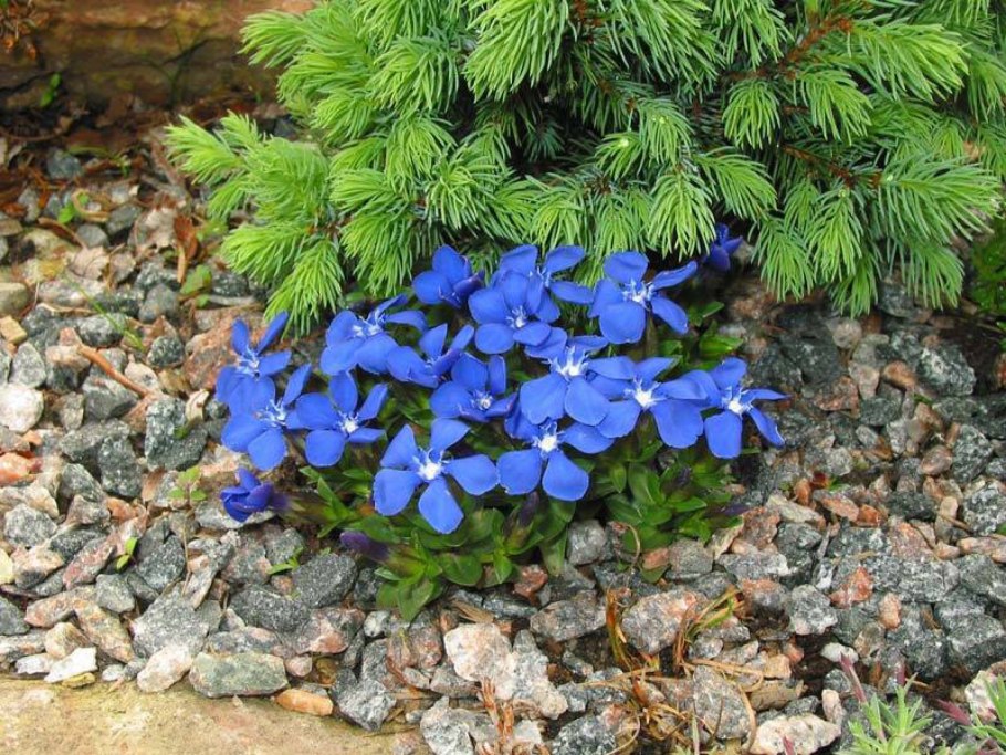 Пролеска Сибирская (Сцилла)