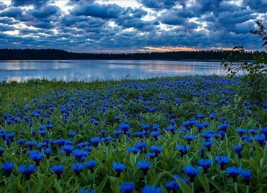 Цветок пролеска Сибирская