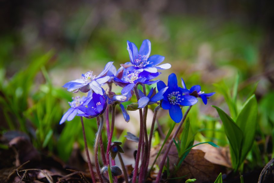 Подснежник Сибирский прострел