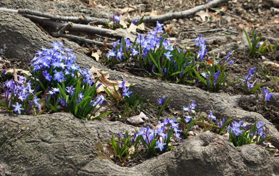 Подснежники Сибирские синие
