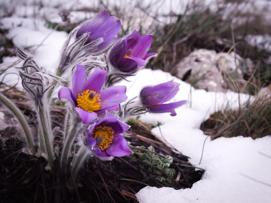 Пролеска Сибирская (Сцилла)