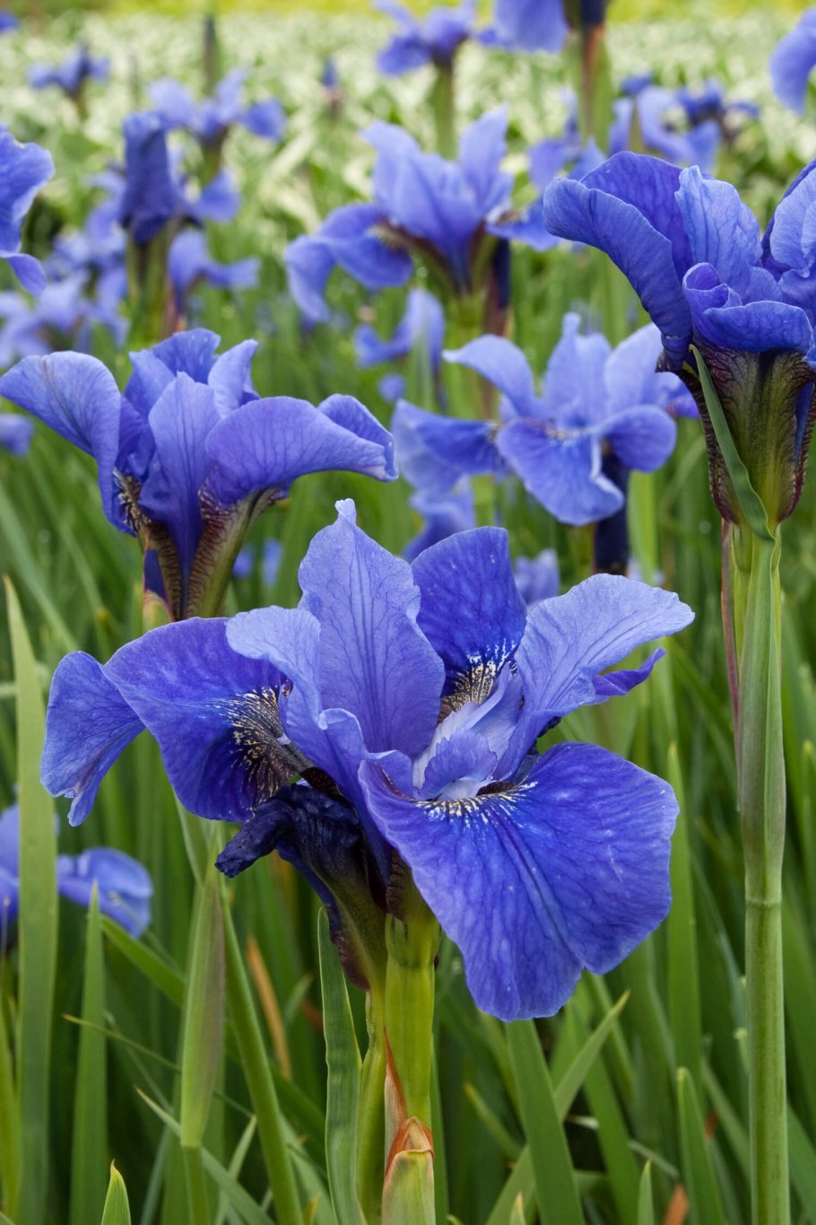 Незабудочник Бруннера