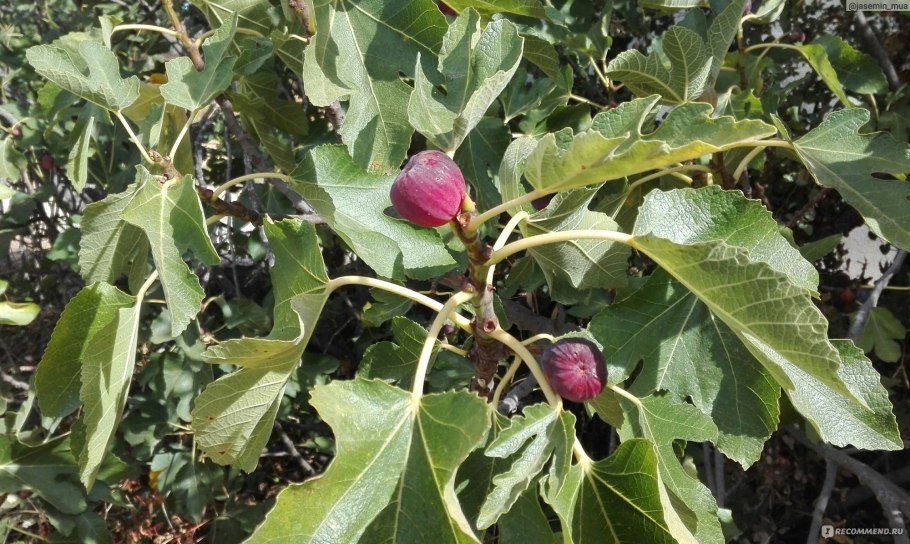 Инжир Вердино