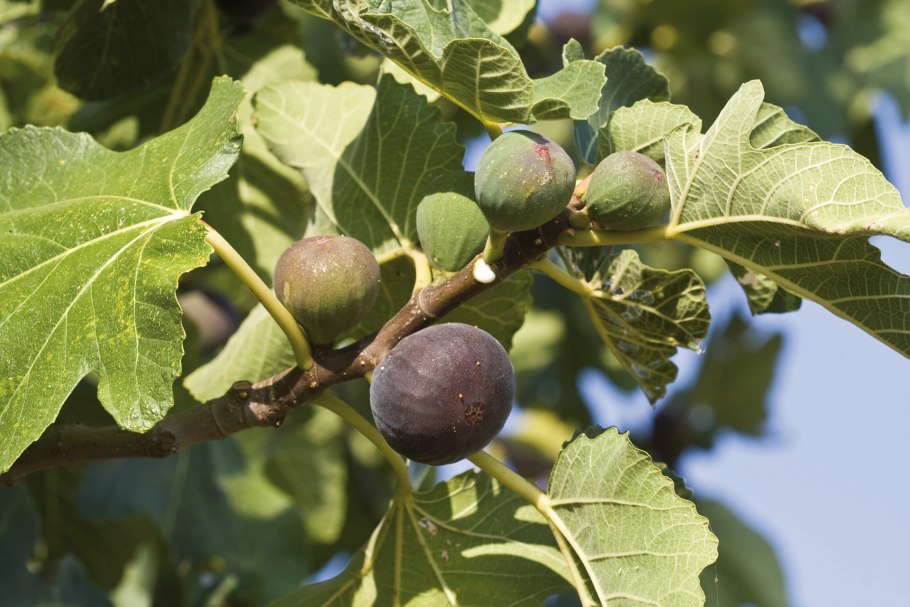 Сиконии у инжира