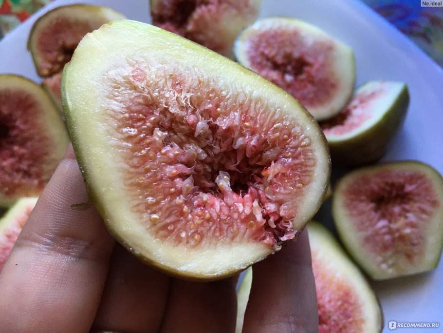 Инжир синий