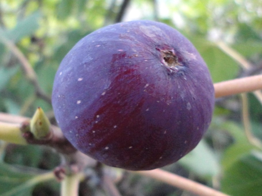 Инжир на Кипре