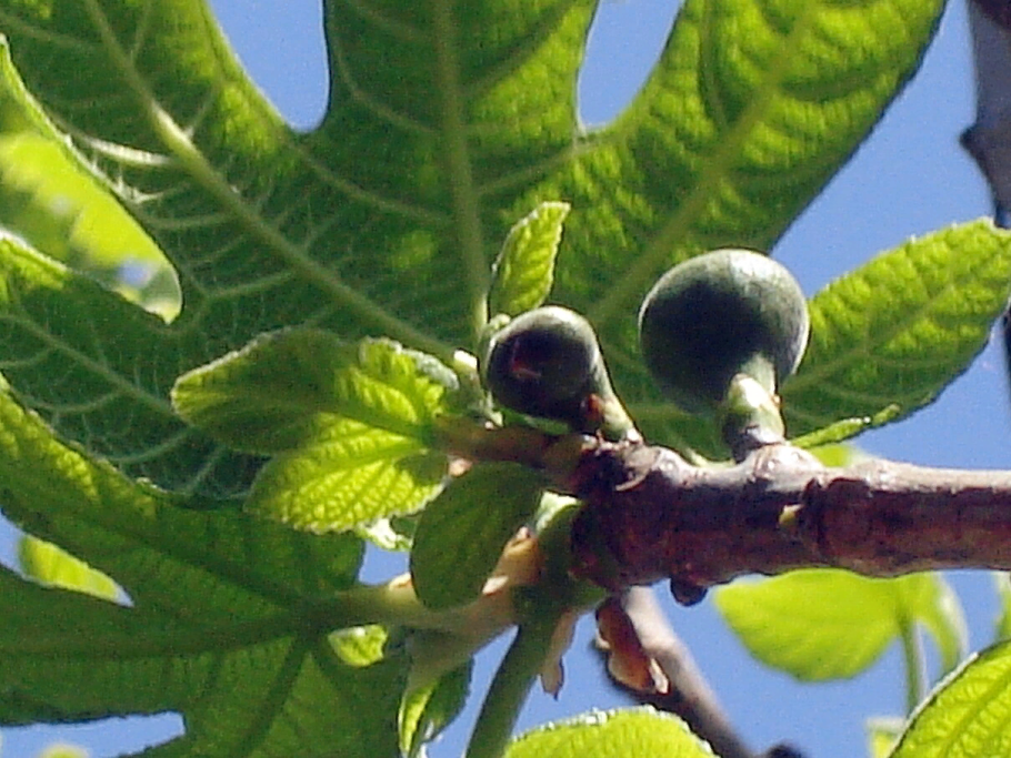 Винная ягода среди плодов 5 букв