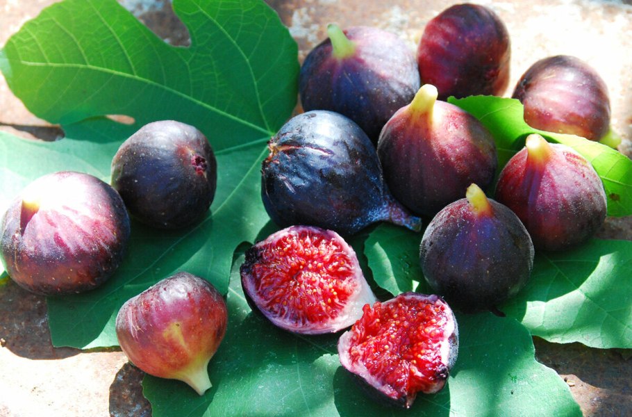 Инжир Брунсвик