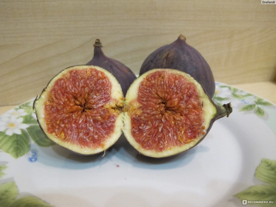 Инжир фиговое дерево смоковница
