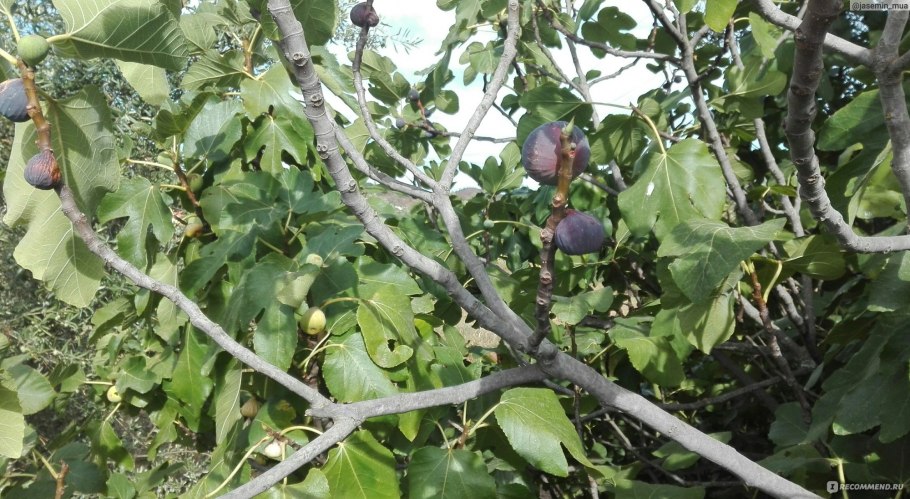 Инжир фиговое дерево смоковница