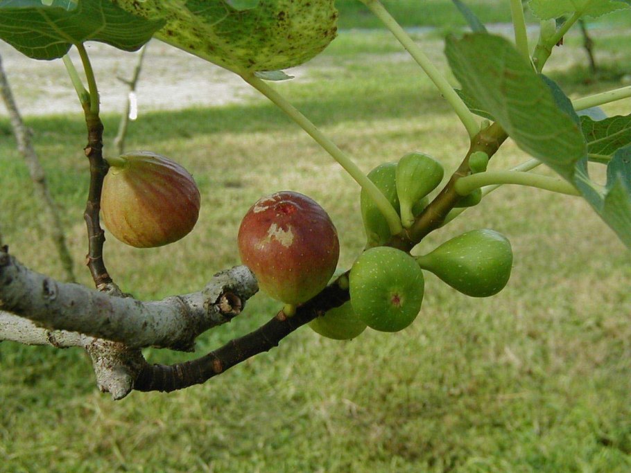 Инжир смоковница