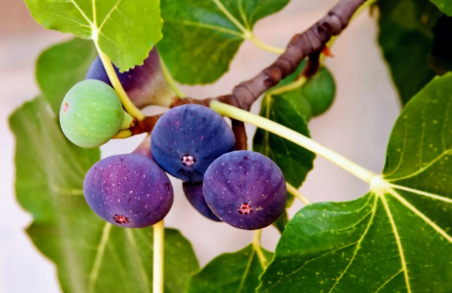 Инжир фиговое дерево