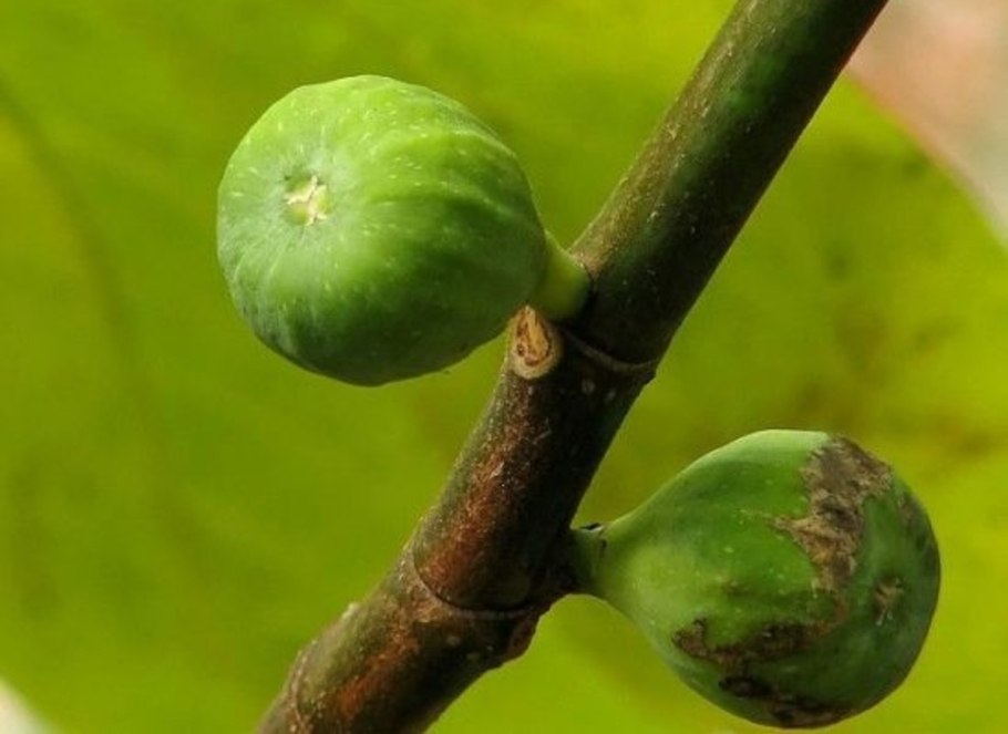 Инжир фрукт