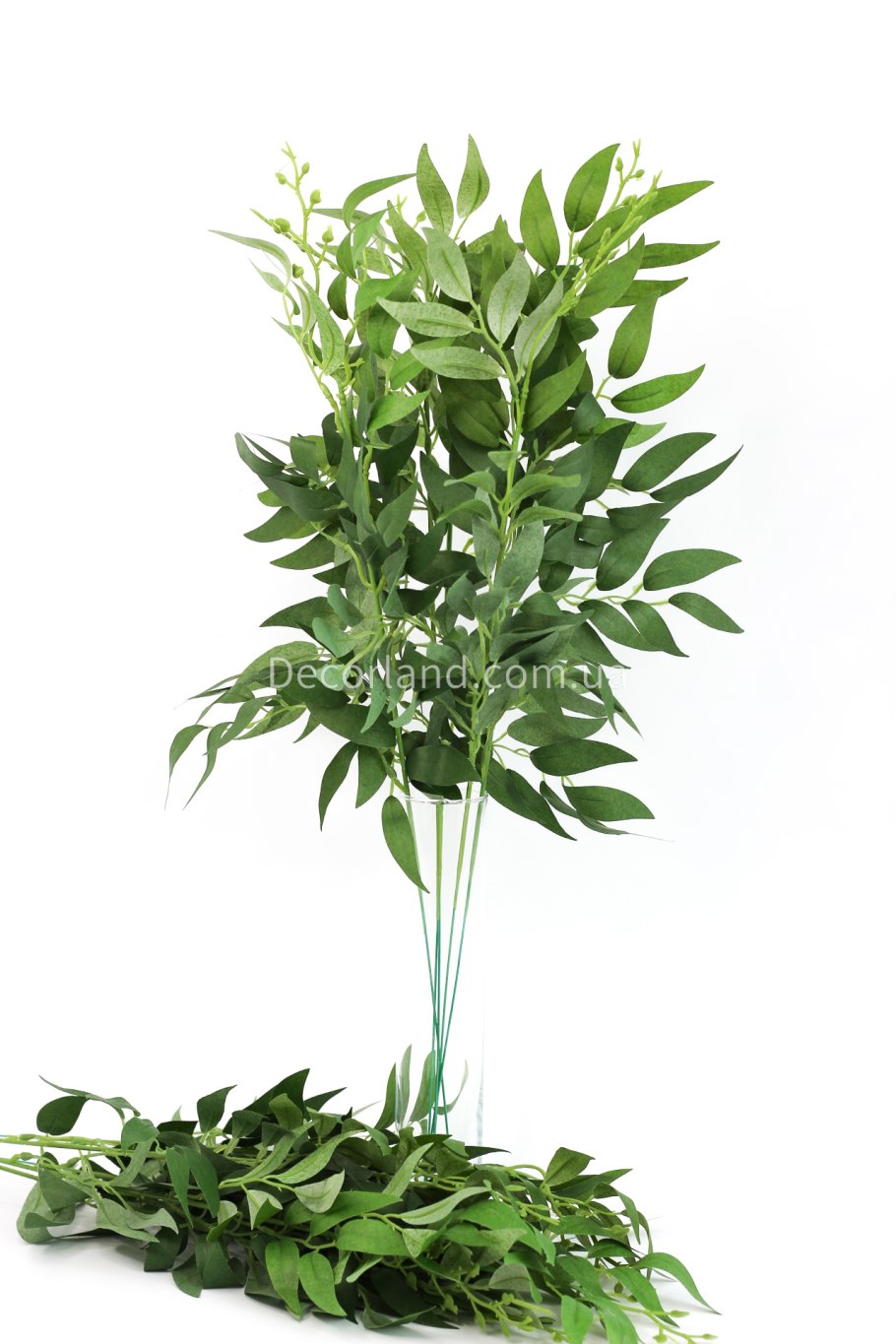 Рускус золотой