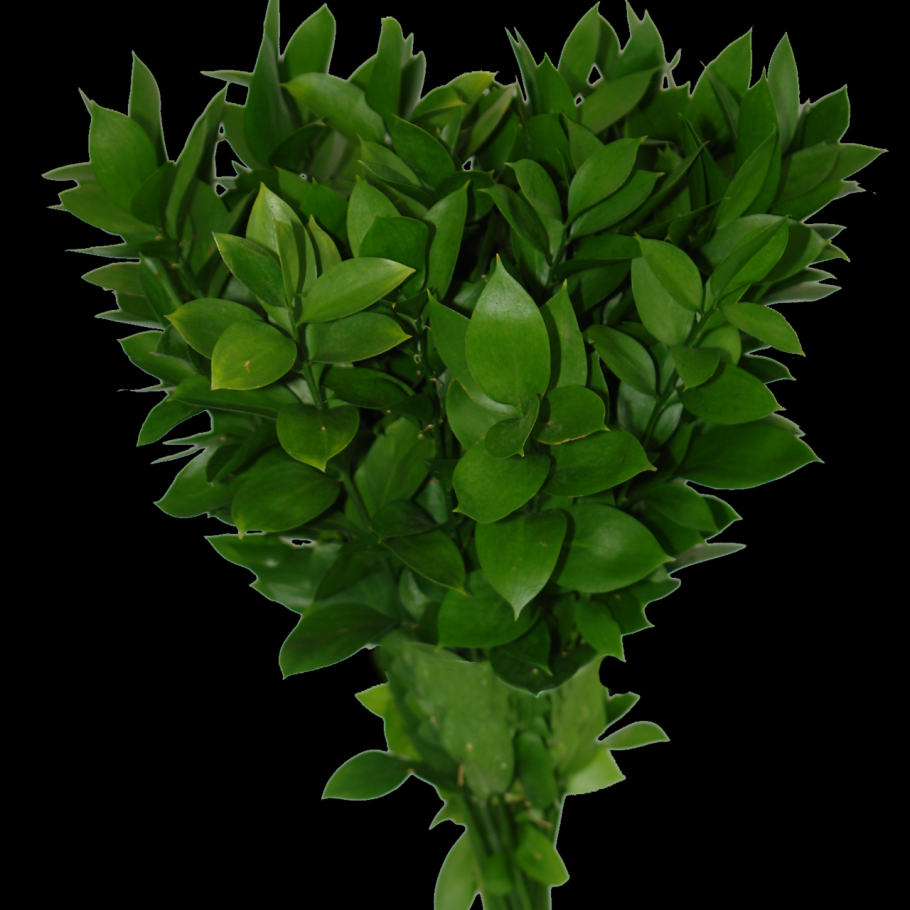 Рускус тинтед