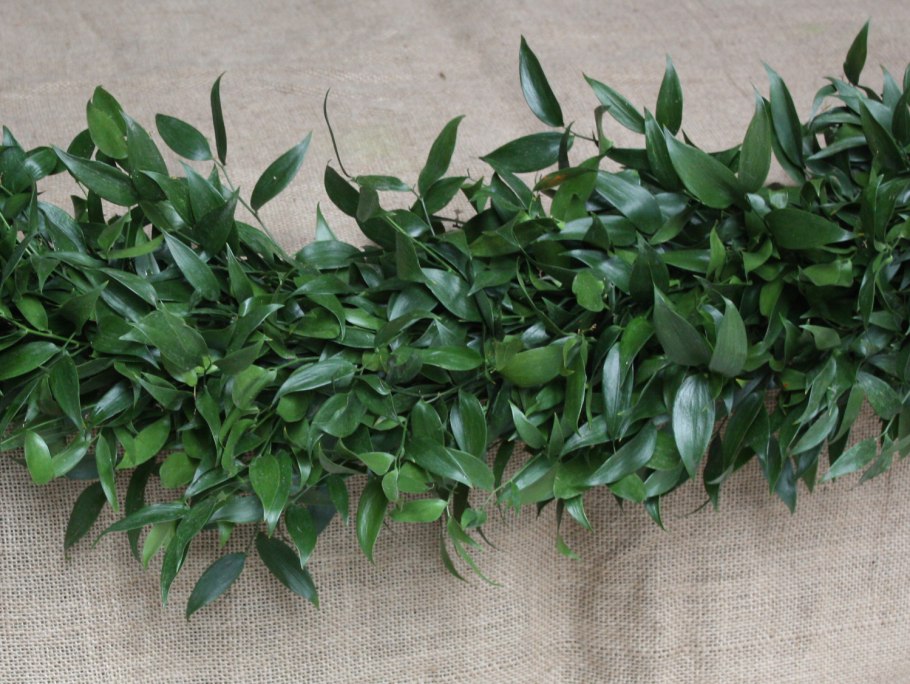 Рускус в интерьере