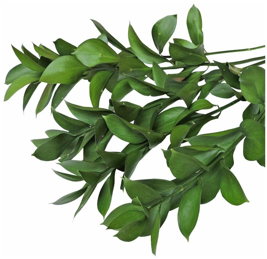 Иглица Понтийская мётлы