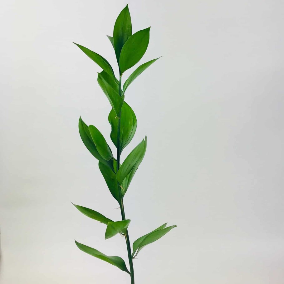 Рускус гипофиллум