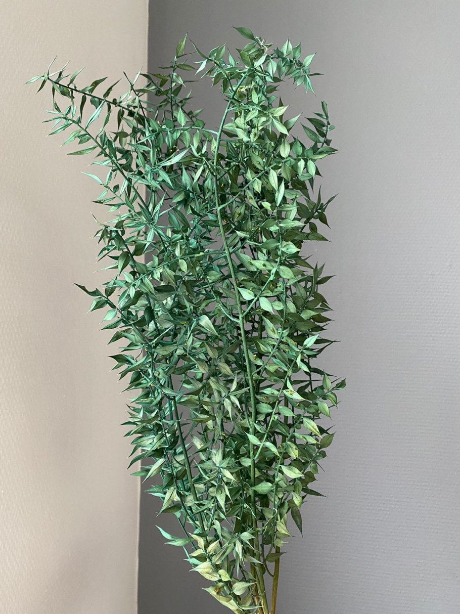 Рускус вайлд