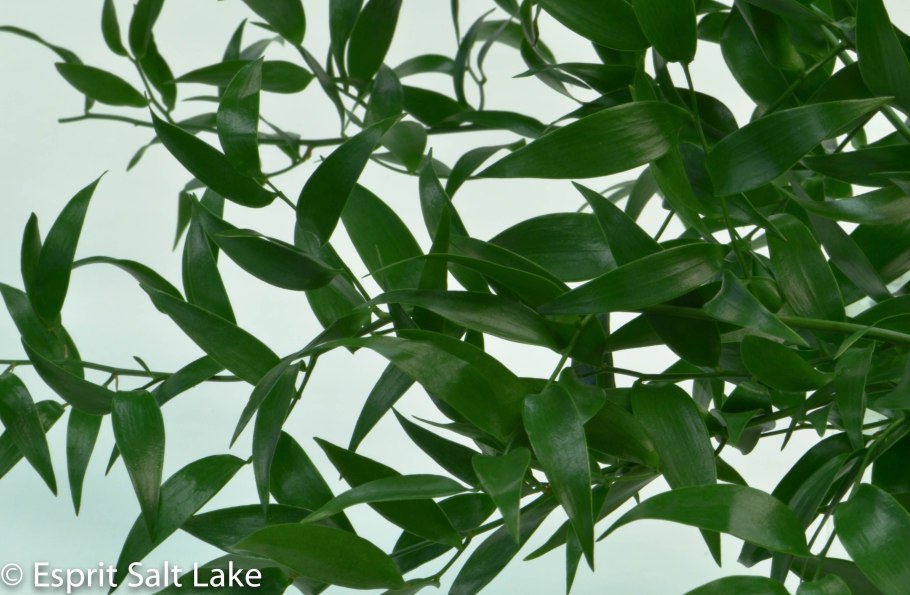 Рускус гипофиллум