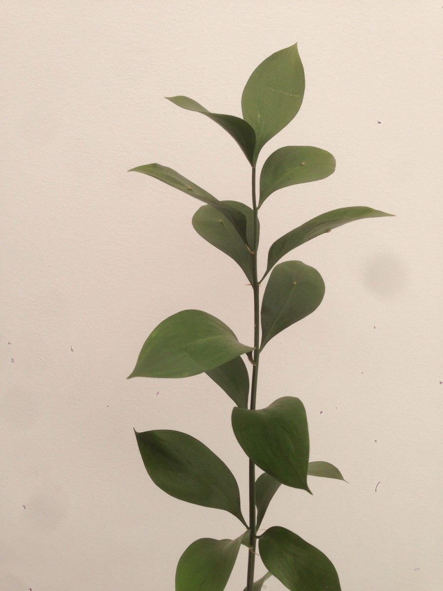 Рускус Банч