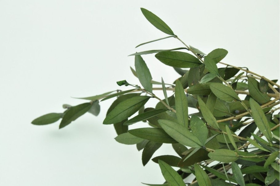 Зеленые листья на белом фоне