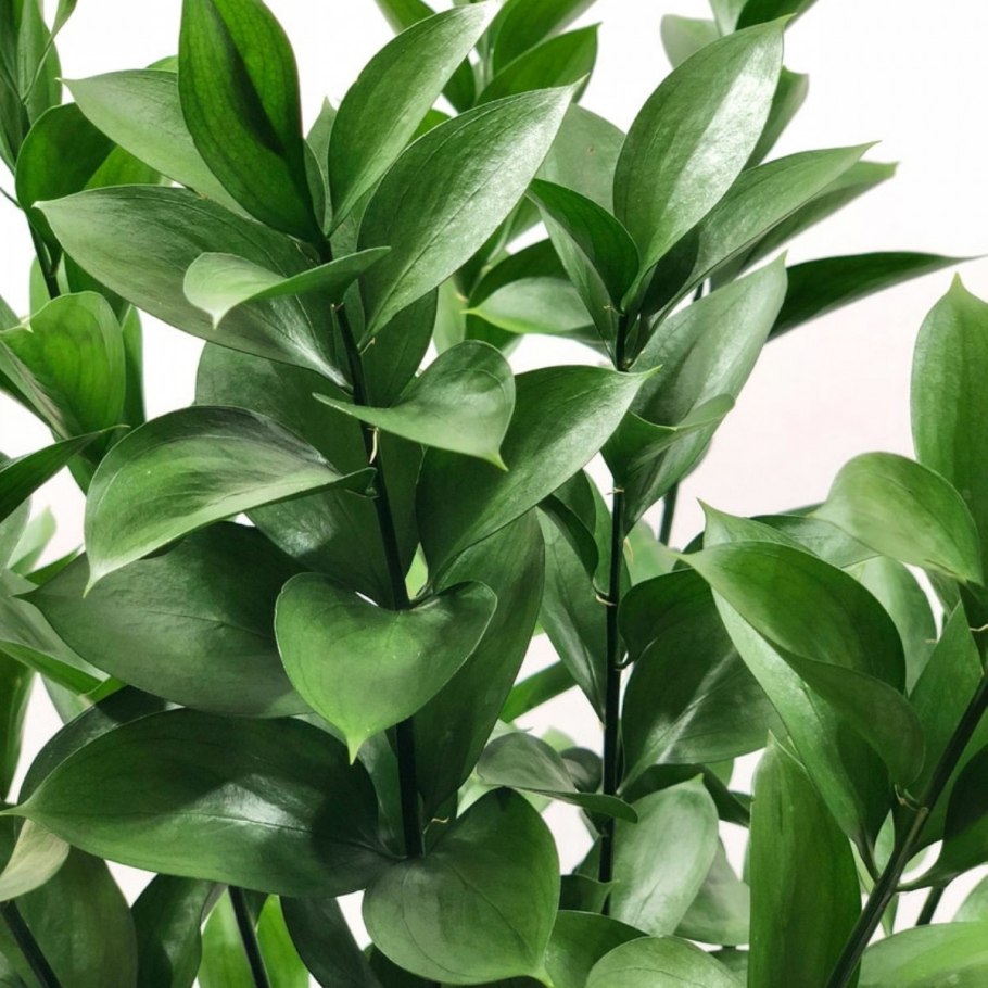 Рускус заснеженный белый