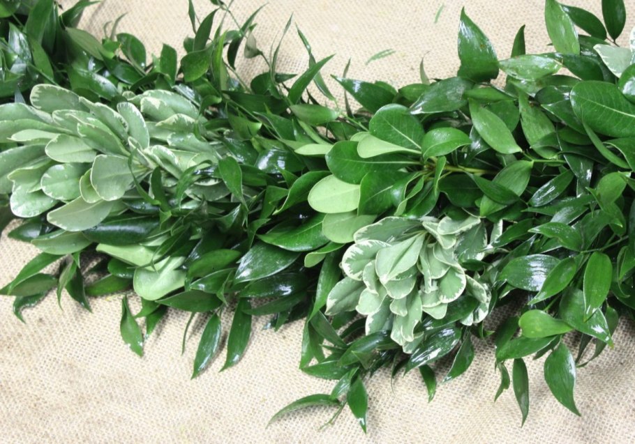 Президиум Рускус эвкалипт