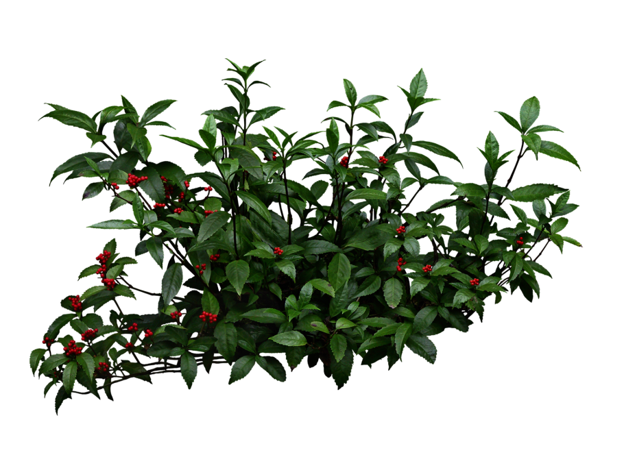 Рускус Каскад