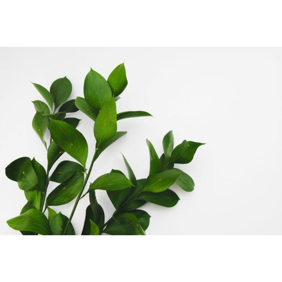 Зелень Рускус итальянский