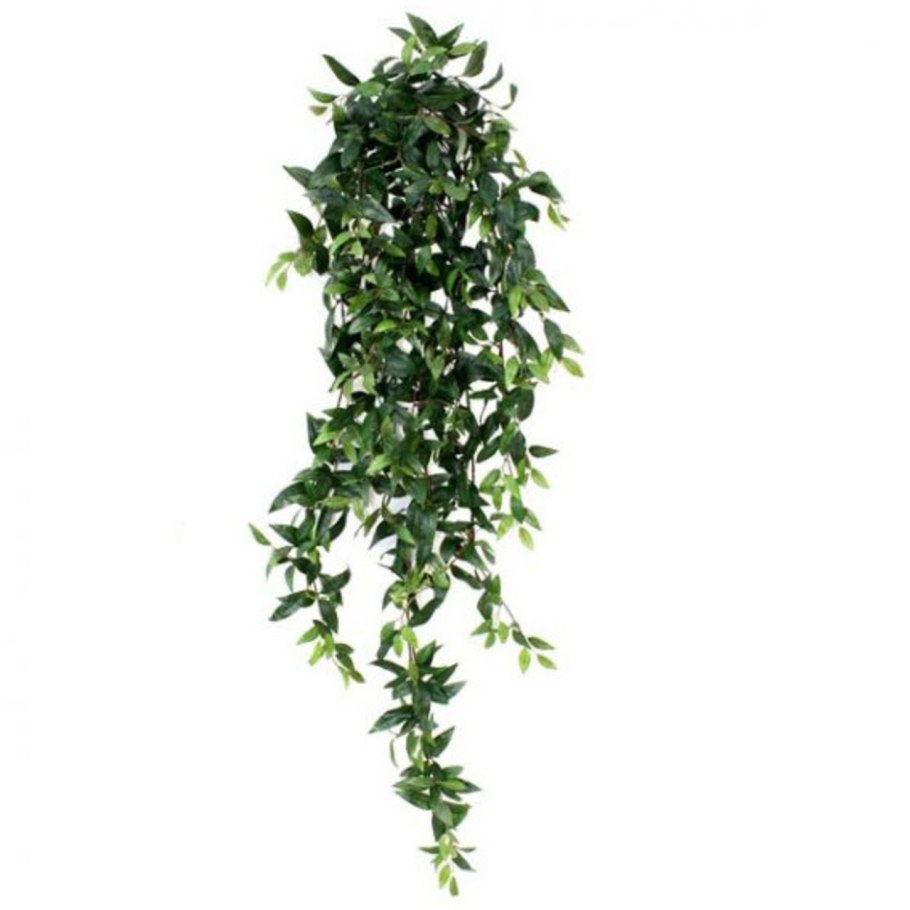 Ruscus r350