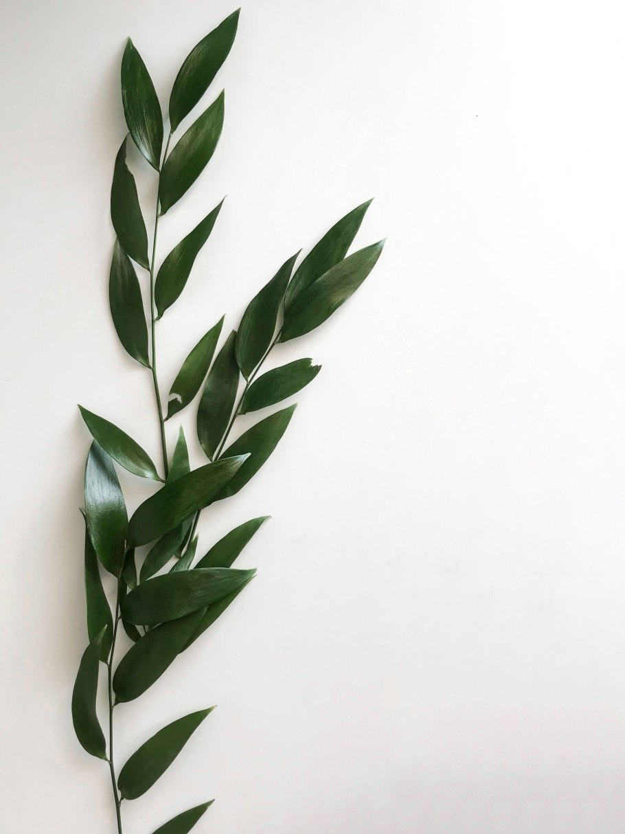 Sarcococca ruscifolia