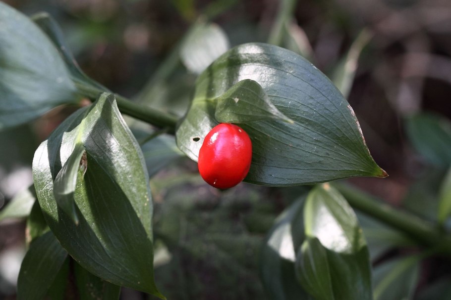 Рускус иглица