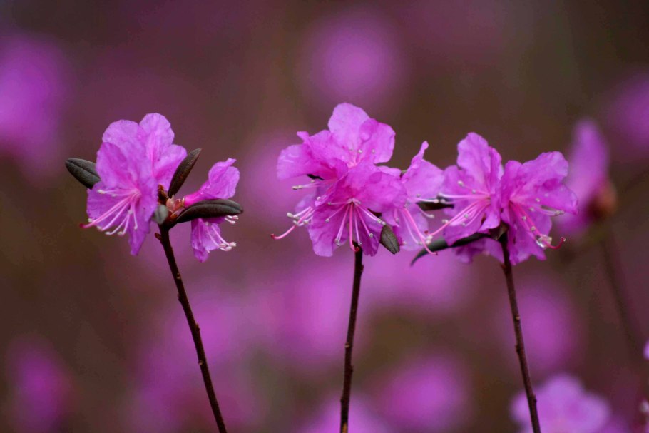 Багульник садовый