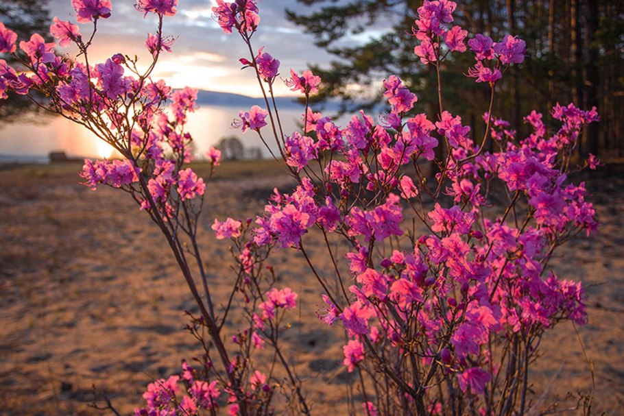 Багульник Дальневосточный