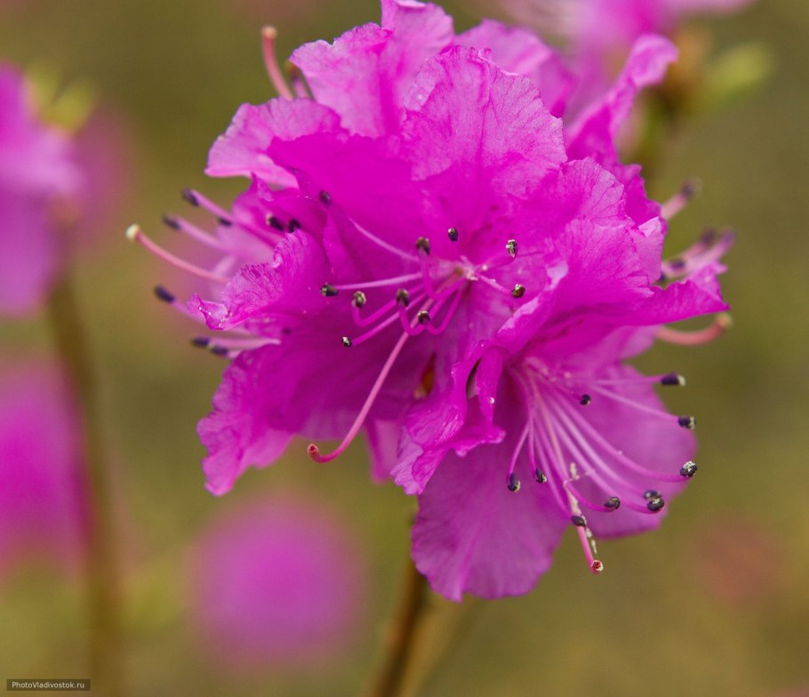 Рододендрон Даурский