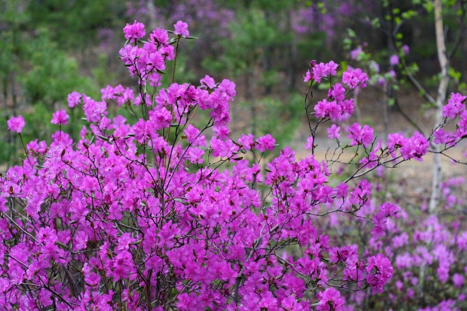 Багульник (Ledum palustre)