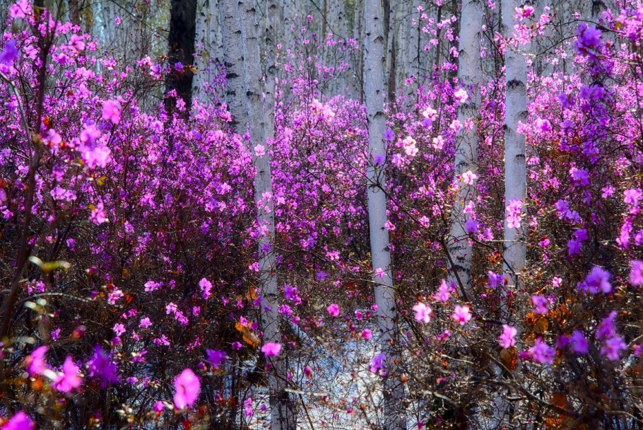 Рододендрон Даурский Дальневосточный