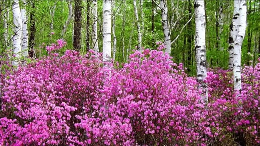 Багульник Дальневосточный