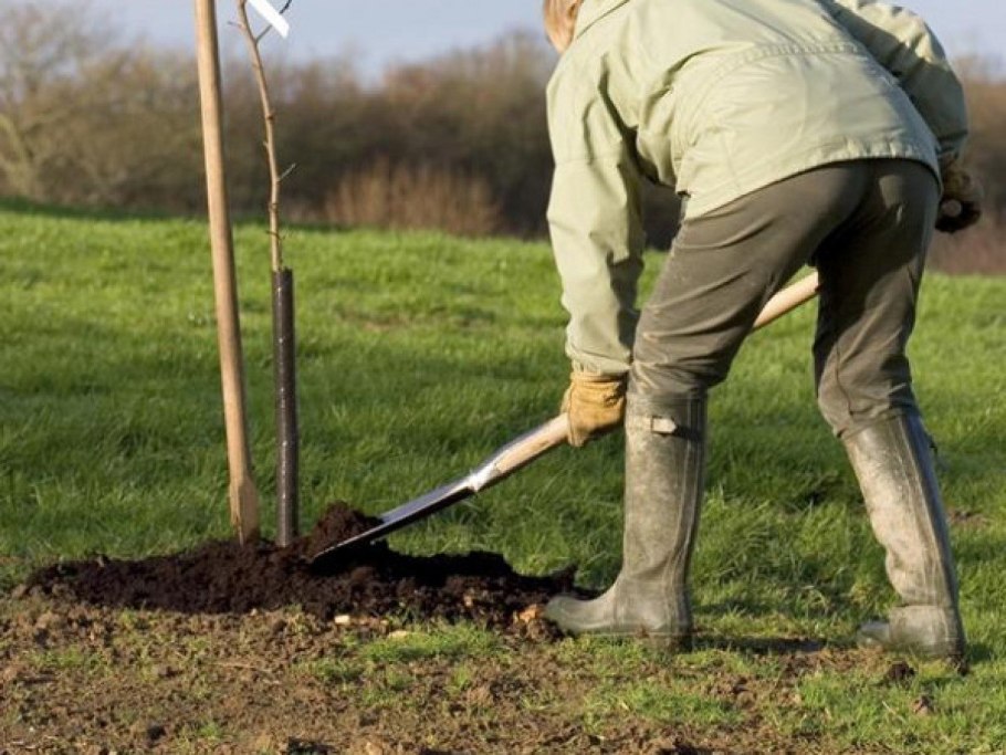 Посадка саженца дерева