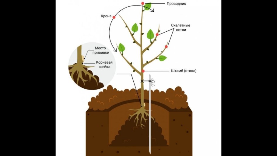 Схема посадки абрикоса