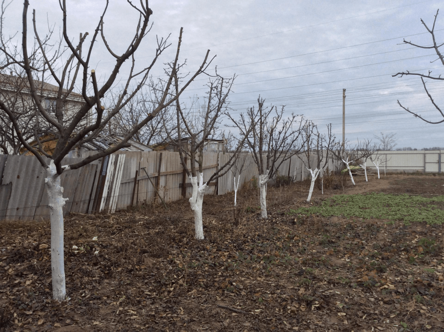 Грунт для саженцев плодовых деревьев