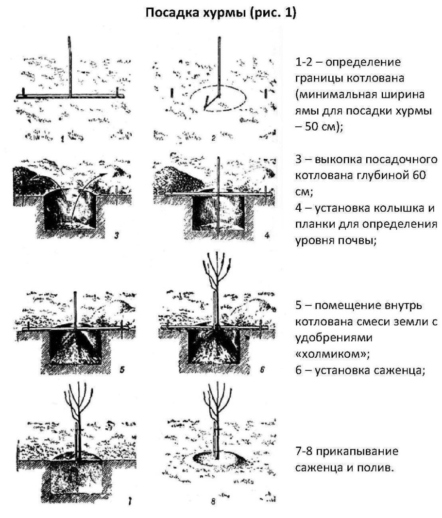 Схема посадки саженцев плодовых деревьев